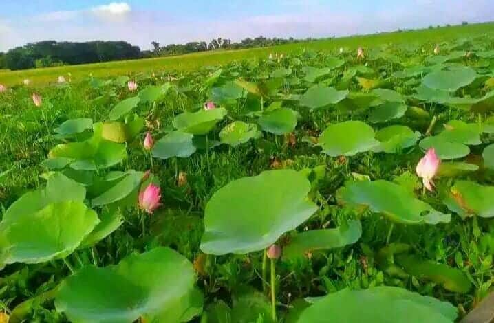 তেরখাদার ভূতিয়ার বিল এখন পর্যটনের কেন্দ্রবিন্দু,পদ্মে মোড়া এই বিল মুগ্ধ করে সকলকে