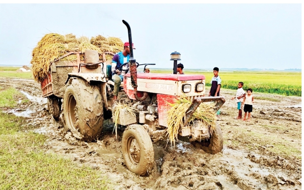 ধানের দামে হাওরজুড়ে হতাশা