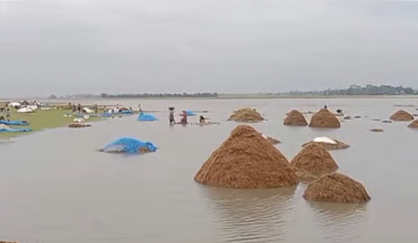 সুনামগঞ্জে অতিবৃষ্টি ও পাহাড়ি ঢলে ডুবছে জমির ধান, বাঁধ ভেঙেছে দুটি