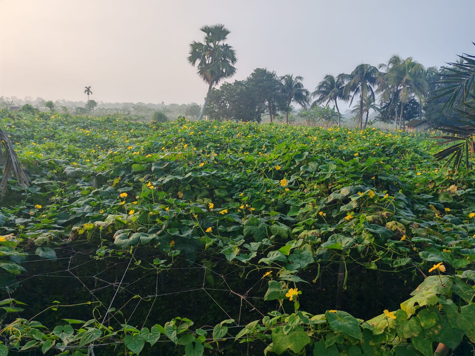 ডুমুরিয়ায় পোল্লা চাষে কৃষকের অভাবনীয় সাফল্য: লাভের মুখ দেখছেন খামারিরা