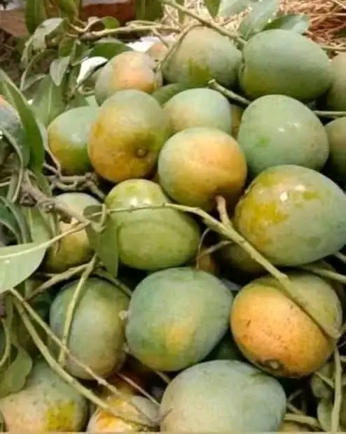 রাজশাহীর আম যাচ্ছে ফ্রান্সে