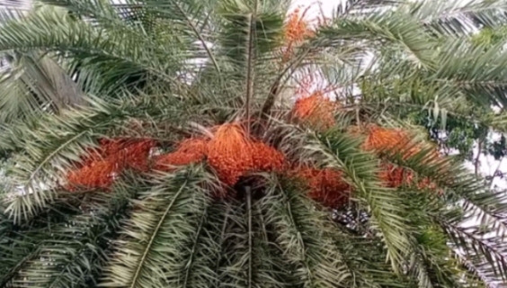 ঈদগাঁওতে গাছে শোভা পাচ্ছে কাঁচা খেজুর