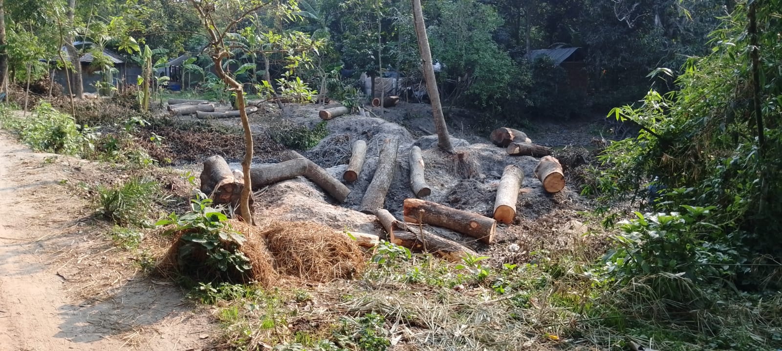 ডুমুরিয়ায় লক্ষাধিক টাকার সরকারি গাছ কর্তনের অভিযোগ, নির্দেশনা মানেনি প্রভাবশালীরা 