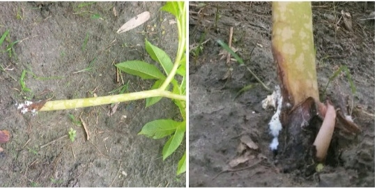 কেশবপুরে কৃষকের পাশে কৃষি বিভাগ, মাঠেই মিলছে সমাধান