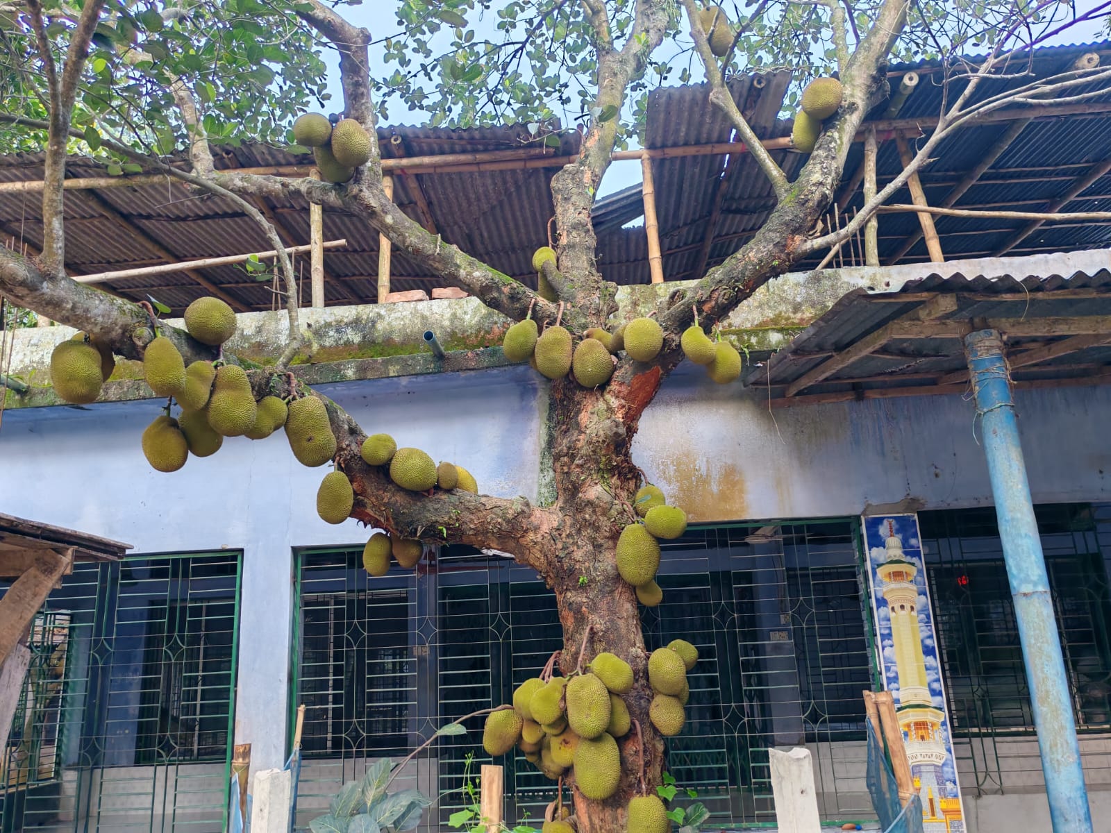 ডুমুরিয়ায় কাঁঠালের বাম্পার ফলন: হাসি ফুটেছে চাষিদের মুখে