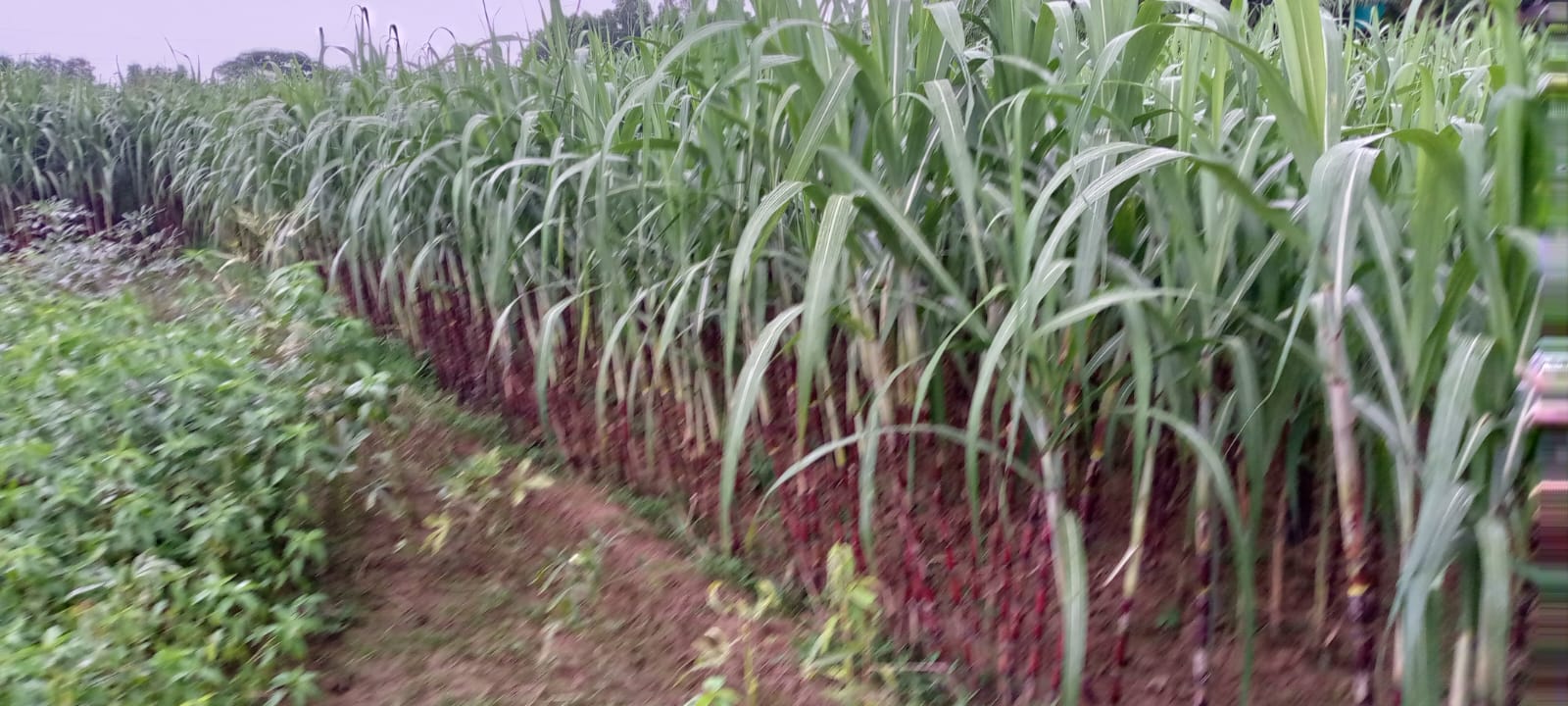 ইসলামাবাদে আখ চাষে বাম্পার ফলন, সফলতার হাতছানি
