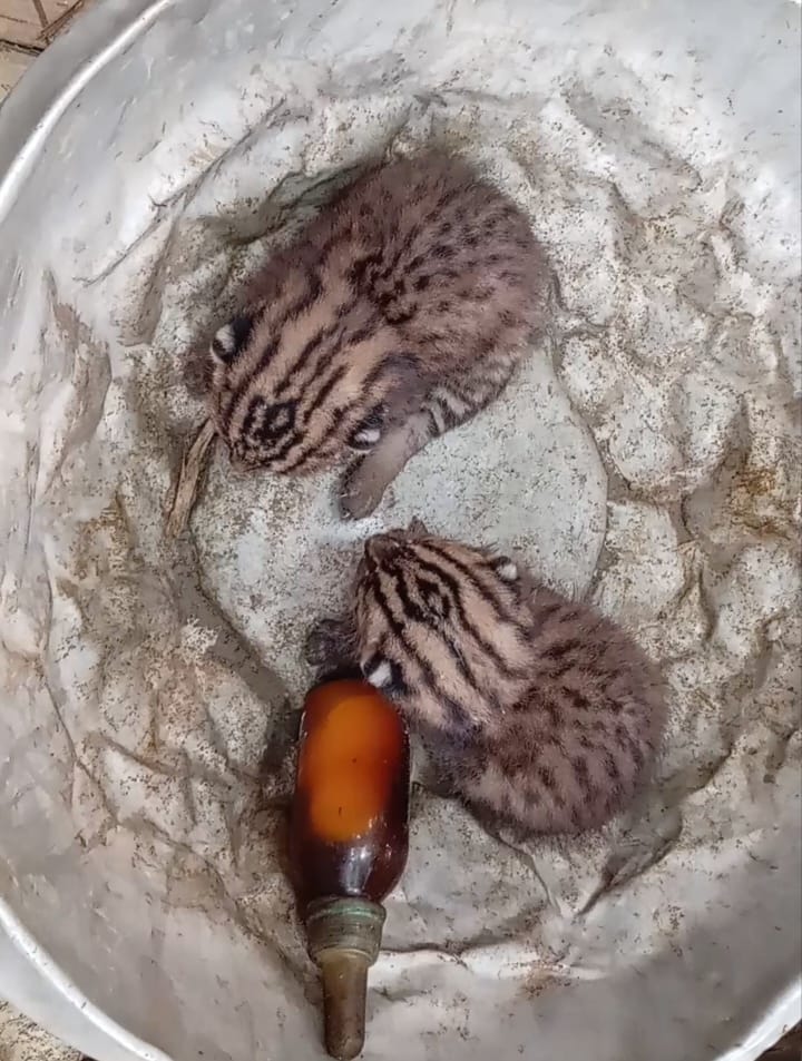মাগুরার দক্ষিণ জগদলে দুটি মেছোবাঘের বাচ্চা উদ্ধার
