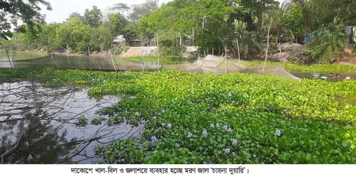 দাকোপে জলাশয়ে নিষিদ্ধ চায়না দুয়ারি জাল দিয়ে মাছ শিকার। হুমকির মুখে দেশীয় মাছ