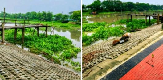 কপোতাক্ষের ভয়াল স্রোতে ভেঙে গেল সেতু, বিচ্ছিন্ন দুই পাড়ের মানুষ