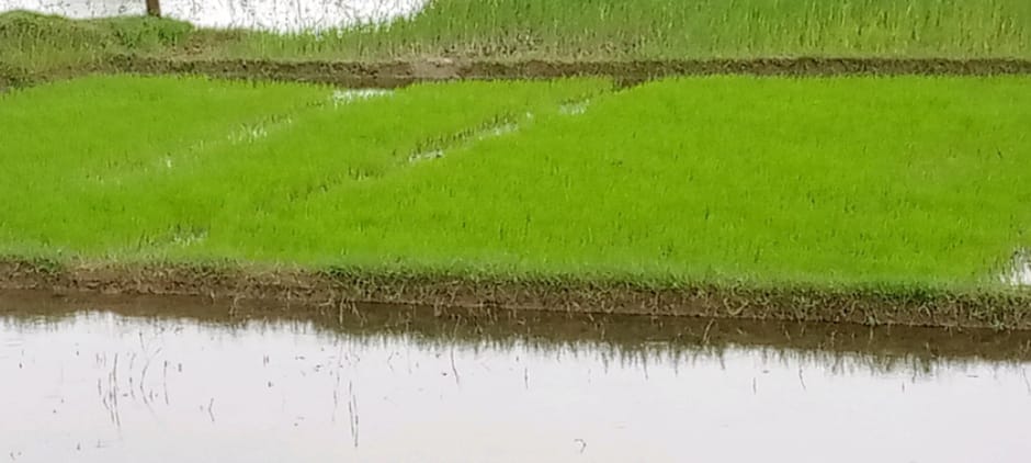 ঈদগাঁওতে আমন ধানের বীজতলা সংগ্রহে ব্যস্ত মুখর কৃষকরা 