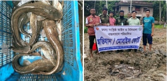কেশবপুরে নিষিদ্ধ আফ্রিকান মাগুর মাছ চাষ করার অপরাধে এক ব্যক্তির জরিমানা 