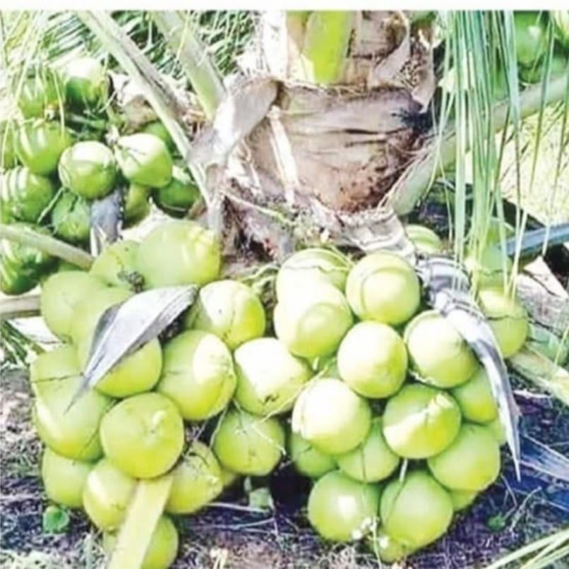 ভিয়েতনামী খাটো জাতের নারকেল চাষে ডুমুরিয়ায় বিপ্লব: আড়াই বছরেই ফলন, বছরে মিলছে ৩৫০ নারকেল