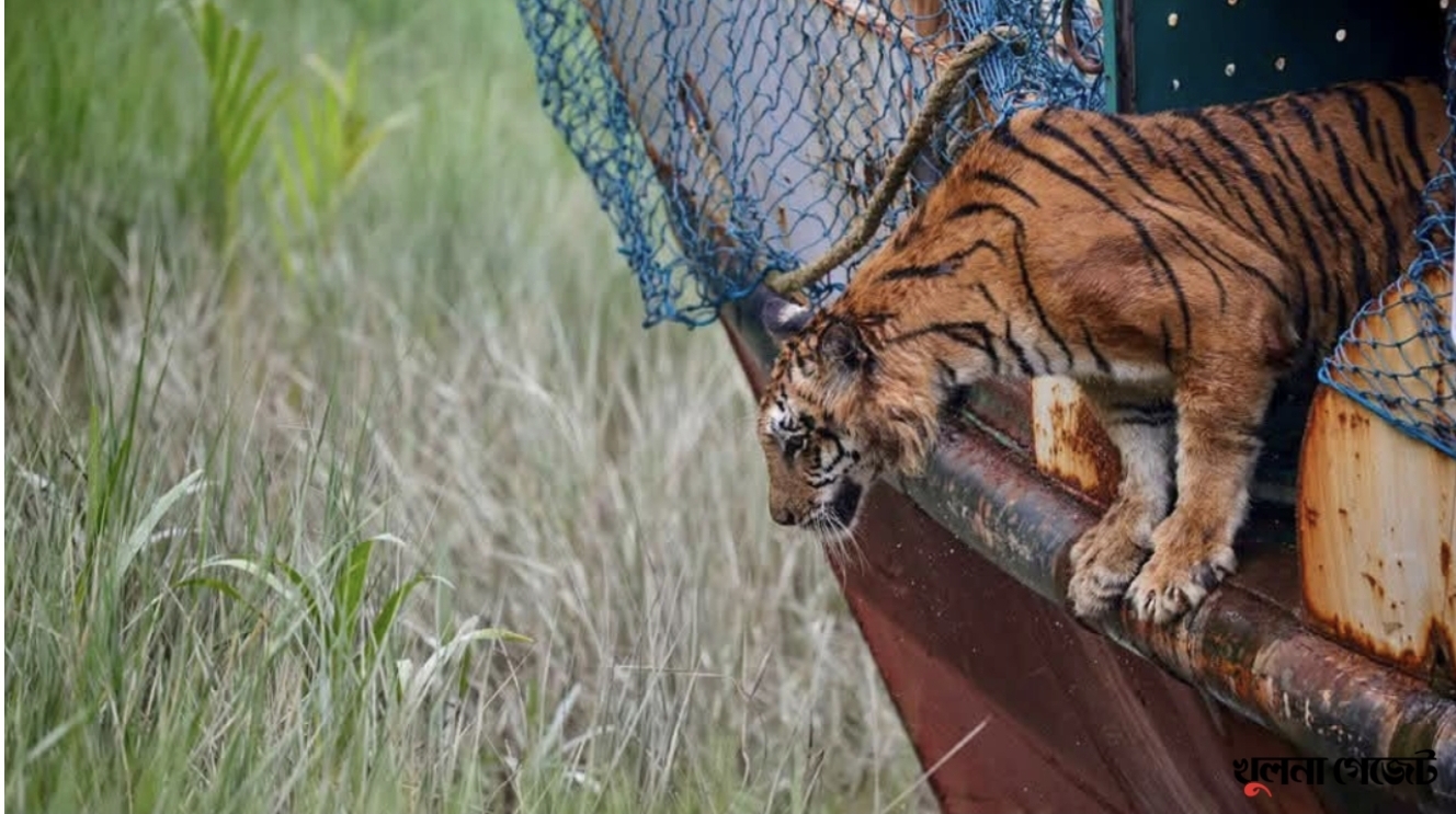 সুস্থ হয়ে সুন্দরবনে ফিরল ফাঁদে আহত বাঘিনী