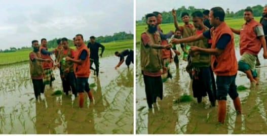কেশবপুরে কৃষকের ধানের চারা রোপণ করে দিলেন আনসার-ভিডিপির সদস্যরা