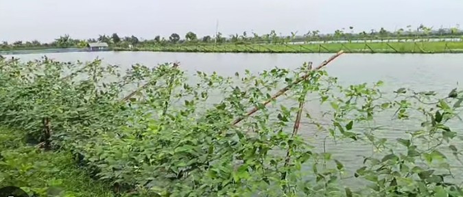 অতিবৃষ্টির কারণে সবজি রোপণকারীদের মাথায় হাত, ব্যাপক ক্ষতির আশঙ্কা