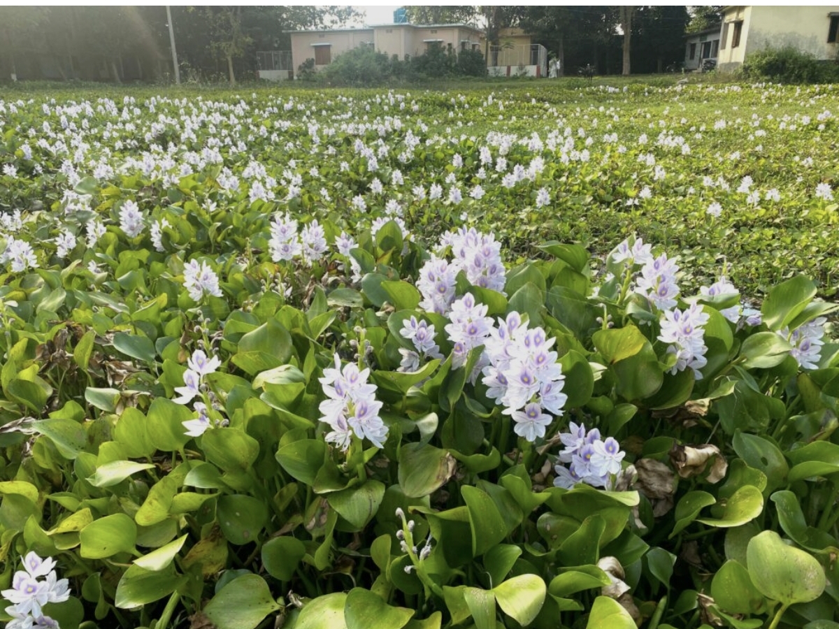 ডুমুরিয়ার খর্নিয়া বিলে কচুরিপানার জট: জলাবদ্ধতা, পানিবাহিত রোগ ও আড়াই লাখ মানুষের দীর্ঘনিশ্বাস 