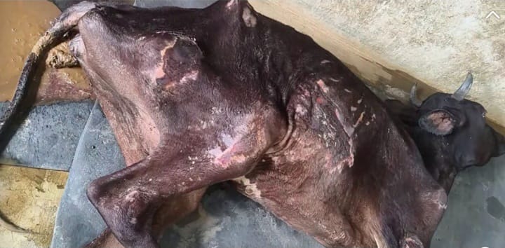 রূপসায় মরা ও অসুস্থ গরুর মাংস বিক্রির সিন্ডিকেট আটক