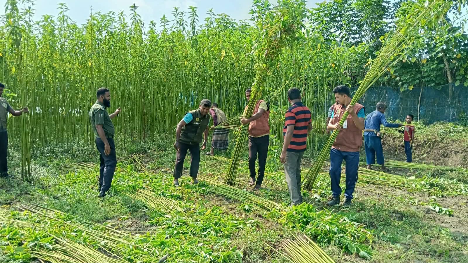 কেশবপুরে আনসার-ভিডিপি’র সদস্যারা স্বেচ্ছাশ্রমে দরিদ্র কৃষকেের পাকা পাট কেটে দিলেন