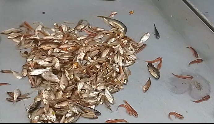 ডুমুরিয়ায় চায়না জালে নিধন হচ্ছে ছোট পোনা, বিল-খালে নীরব ‘মাছ শিকার’!