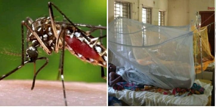 কেশবপুরে ১২২ জন ডেঙ্গুতে আক্রান্ত নেই মশা নিধণের কার্যক্রম